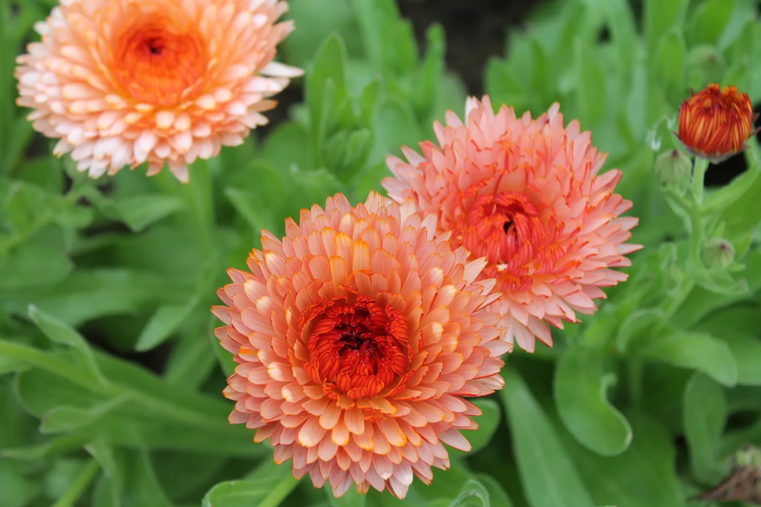 Vitale Rassen zadenbox eetbare bloemen mengsel