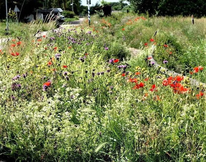 MediGran GD-63 graslandflora bloemenmengsel kalkrijk