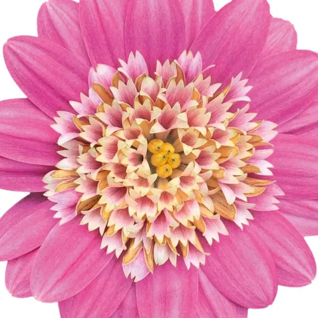 World Botanics 3D Osteospermum 5 jonge planten mix