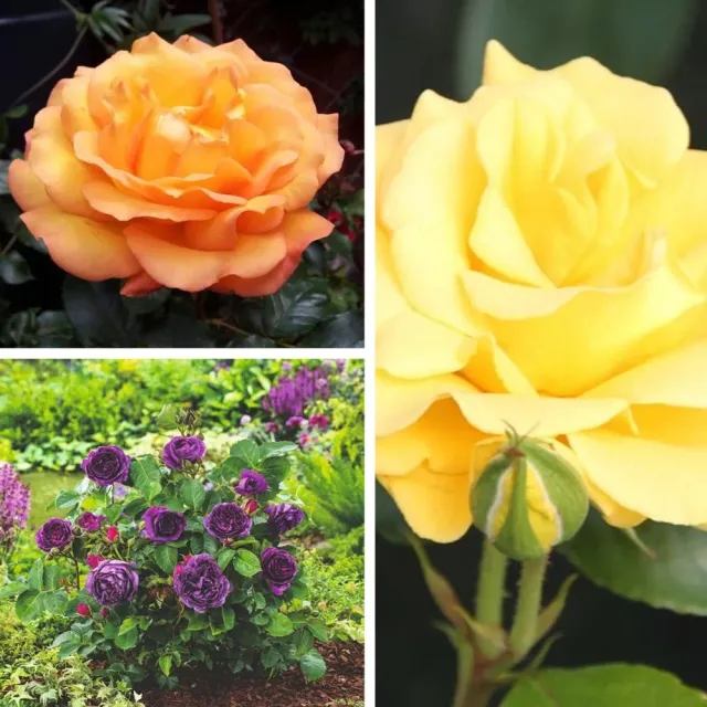 World Botanics Rose Trio floribunda rozenplanten 3 stuks