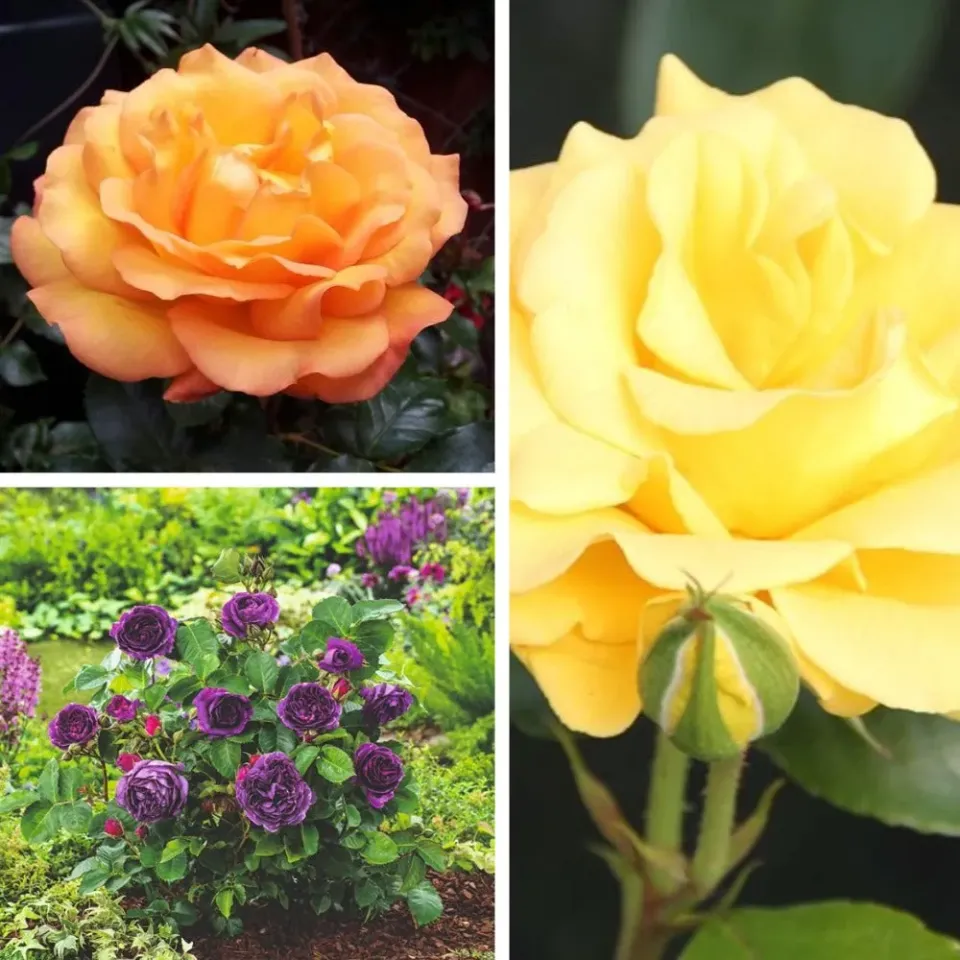 World Botanics Rose Trio floribunda rozenplanten 3 stuks