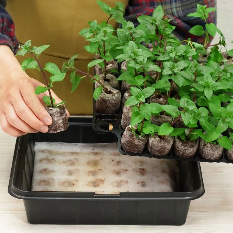 World Botanics Plantable Pellets kweekkasje 35 planten zelfbewaterend
