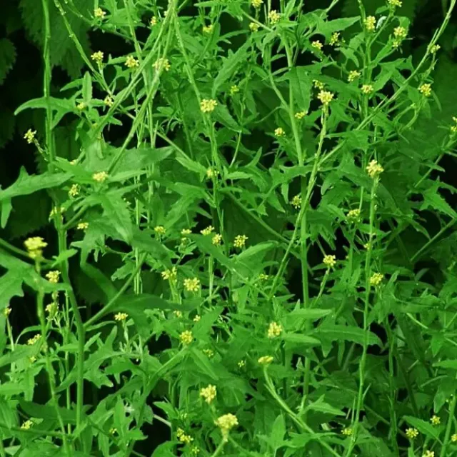 MediGran Sisymbrium officinale Gewone raket zaden onbespoten