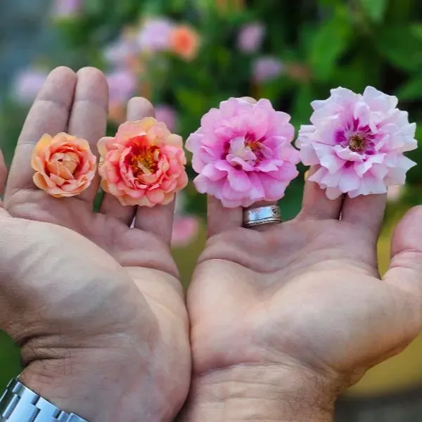 World Botanics Rosa Amirose bodembedekker rozenplant 9cm pot