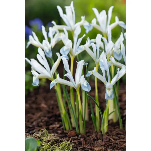 World Botanics Iris Reticulata Frozen Planet bloembollen 20 stuks wit