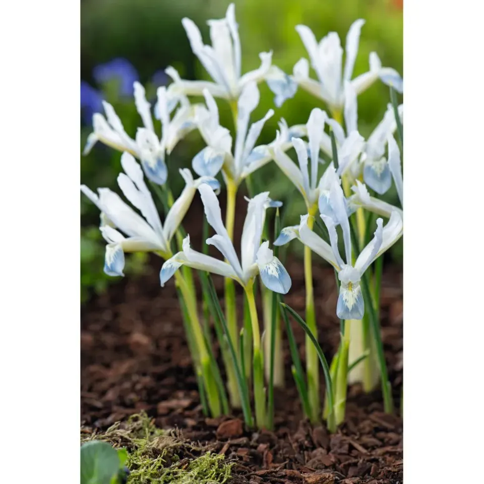 World Botanics Iris Reticulata Frozen Planet bloembollen 20 stuks wit