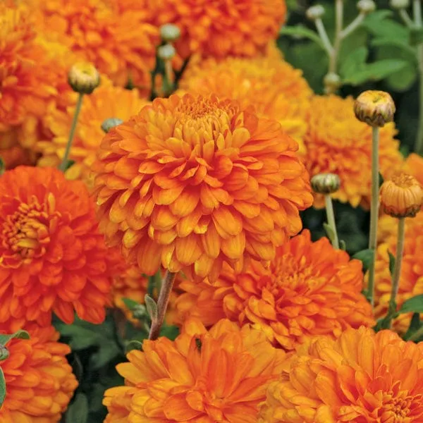 World Botanics Pennine chrysant jonge planten 5 stuks herfst