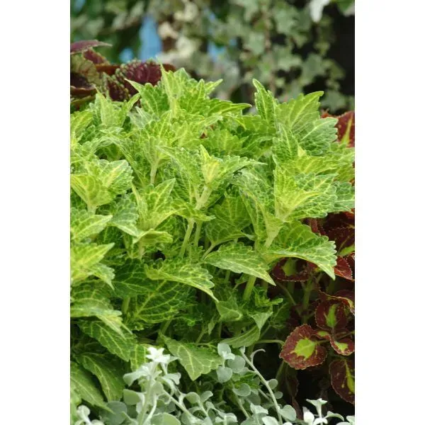 World Botanics Sunfighter Electric Lime coleusplanten 5 stuks