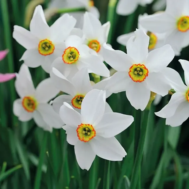 World Botanics Narcissus Pheasant's Eye bloembollen 15 stuks geurend