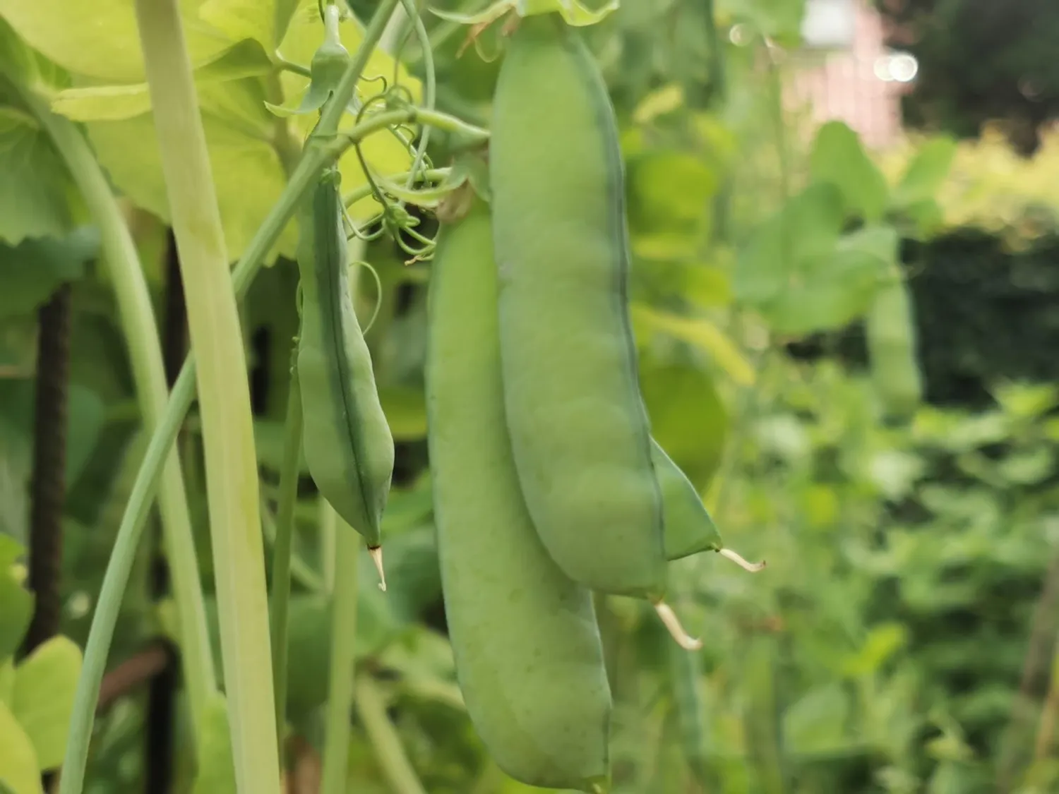 MergenMetz Kola Pisum sativum grauwe erwten zaden 50 stuks