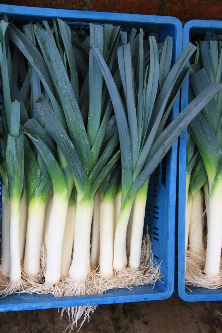 Vitale Rassen Mechelse blauwgroene prei zaden winterhard