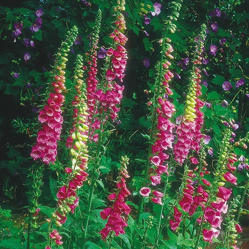 World Botanics Wildflower Ultimate Jonge Planten 10 stuks