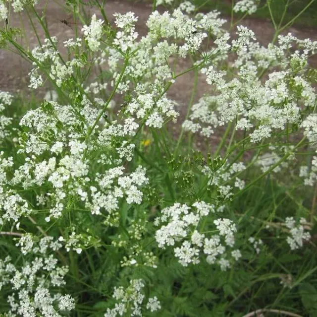 MediGran Fluitenkruid Anthriscus sylvestris zaden wit