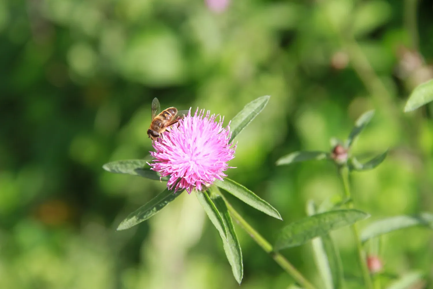 Vitale Rassen Knoopkruid bloemzaden onbespoten