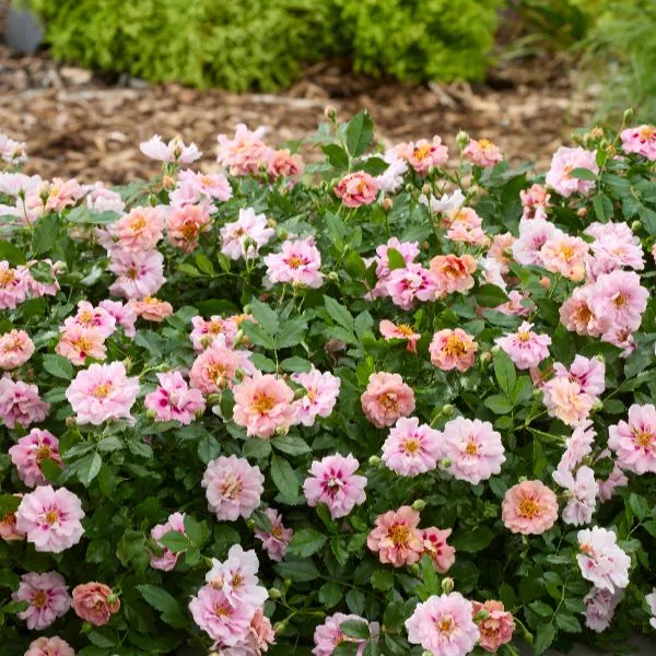 World Botanics Rosa Amirose bodembedekker rozenplant 9cm pot