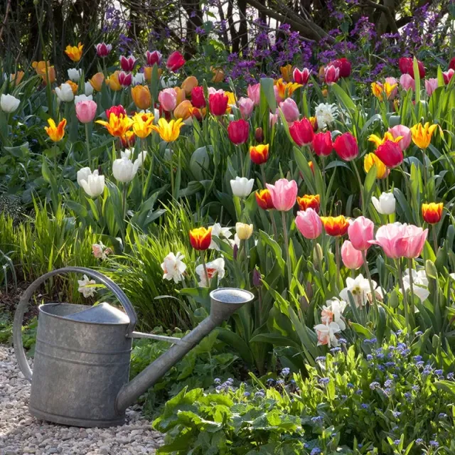 World Botanics Mixed Tulip tulpenbollen 70 stuks 12+