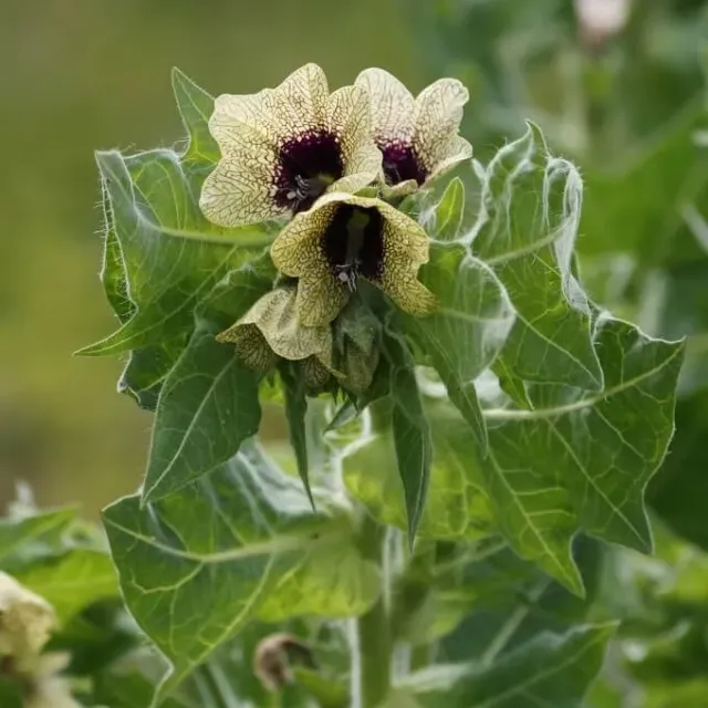 MediGran Hyoscyamus niger bilzekruid zaden onbespoten