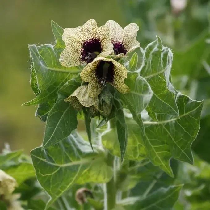 MediGran Hyoscyamus niger bilzekruid zaden onbespoten