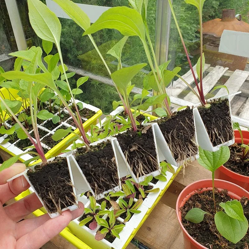 World Botanics Bustaseed Tip Out kweekset duo pack herbruikbaar