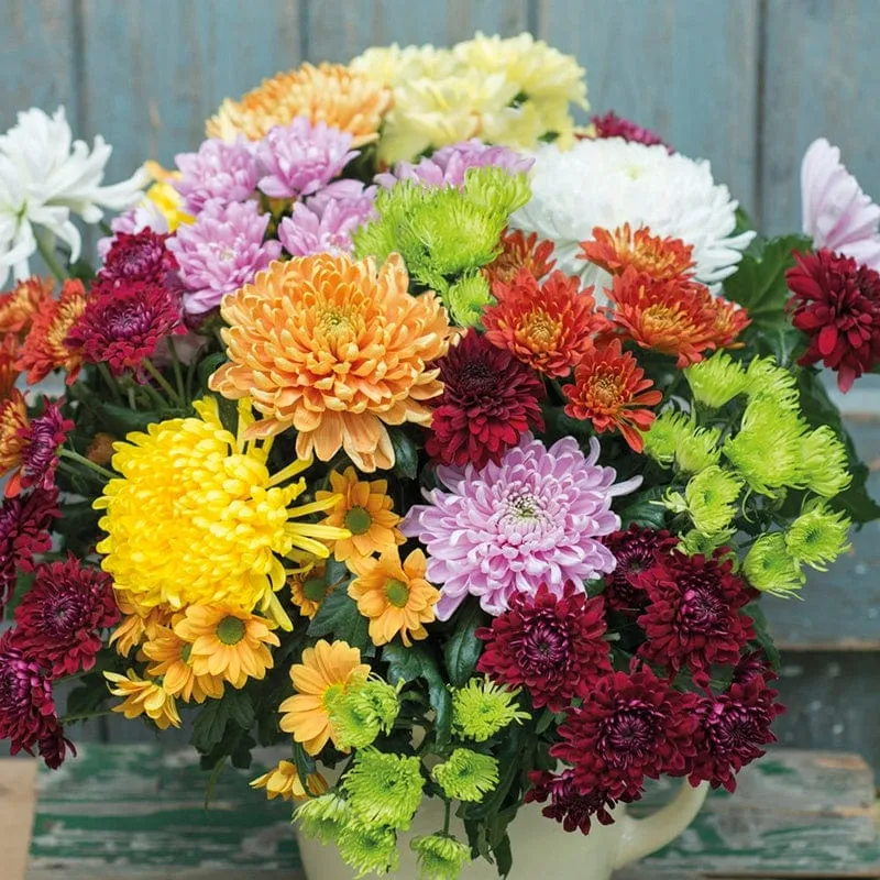 Woolmans Chrysanthemum plukmix jonge planten 10 stuks