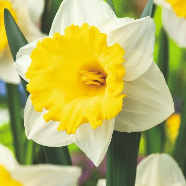World Botanics Bulb Lasagna bloembollen 95 stuks gemengd