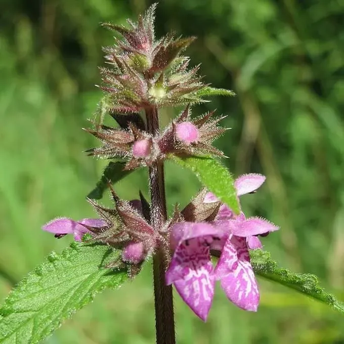 MediGran Stachys palustris zaden moerasandoorn onbespoten