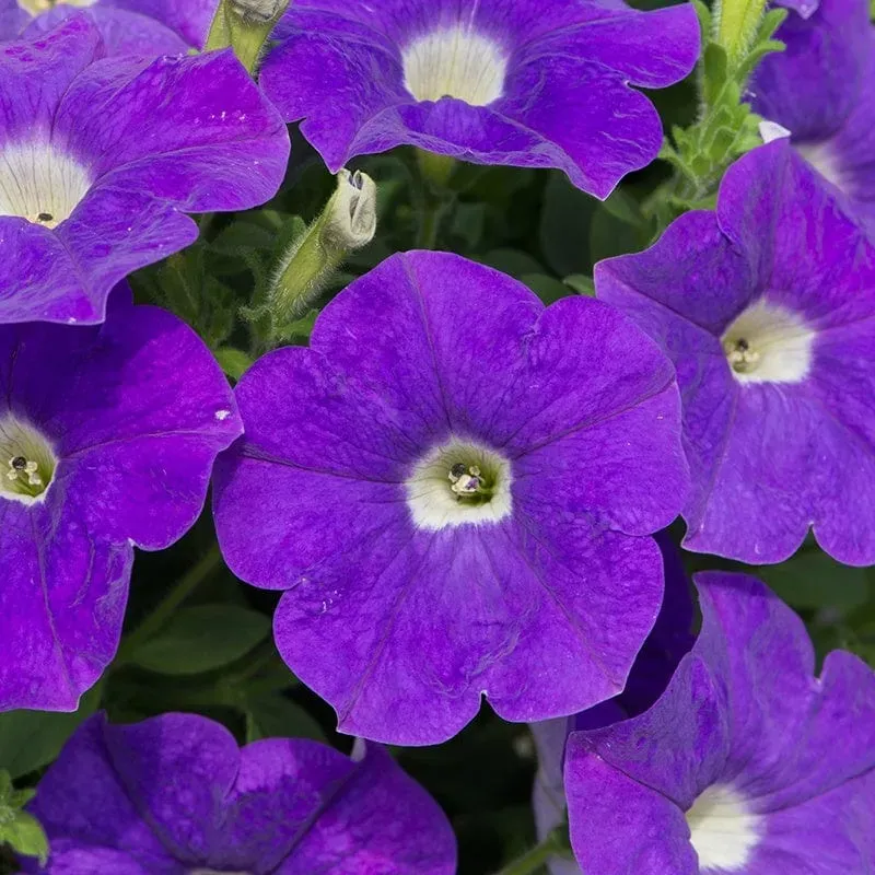 World Botanics Petunia Surfinia Heavenly Blue hangplant 5 st blauw