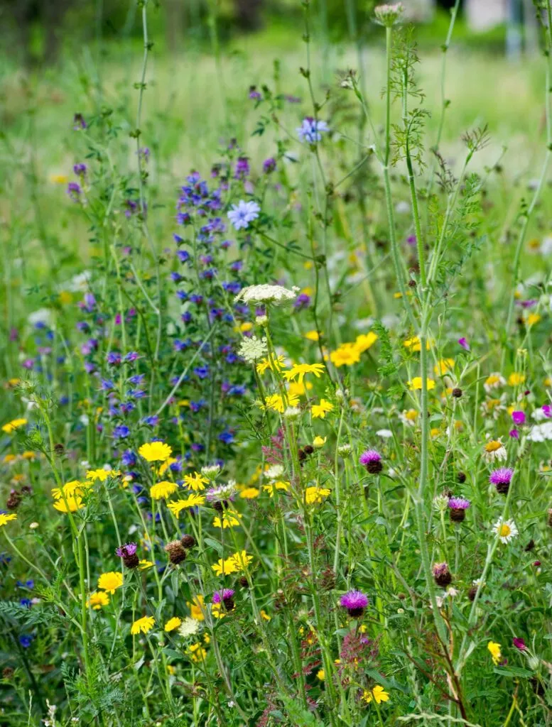 MediGran Landschapsflora LKV-10 zadenmengsel inheems