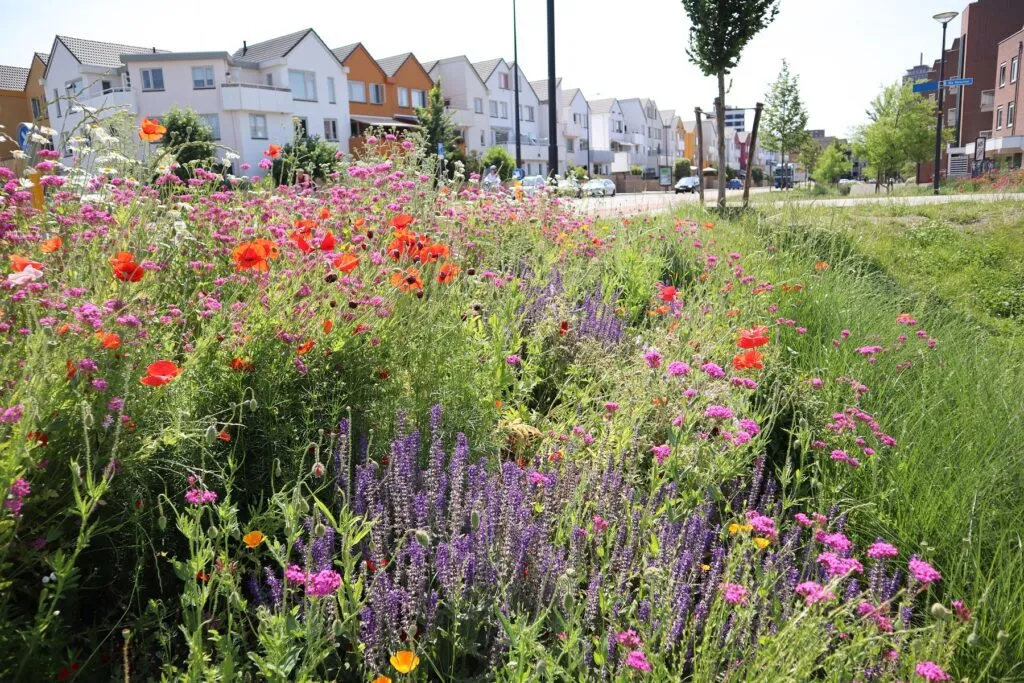 MediGran Landschapsflora LKV-16 Plukbloemenmengsel Roze Paars