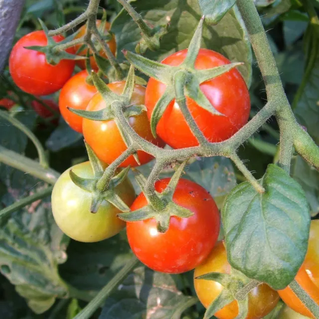 De Tuinen van MergenMetz Primabella tomatenzaad 15 zaden buitentomaat