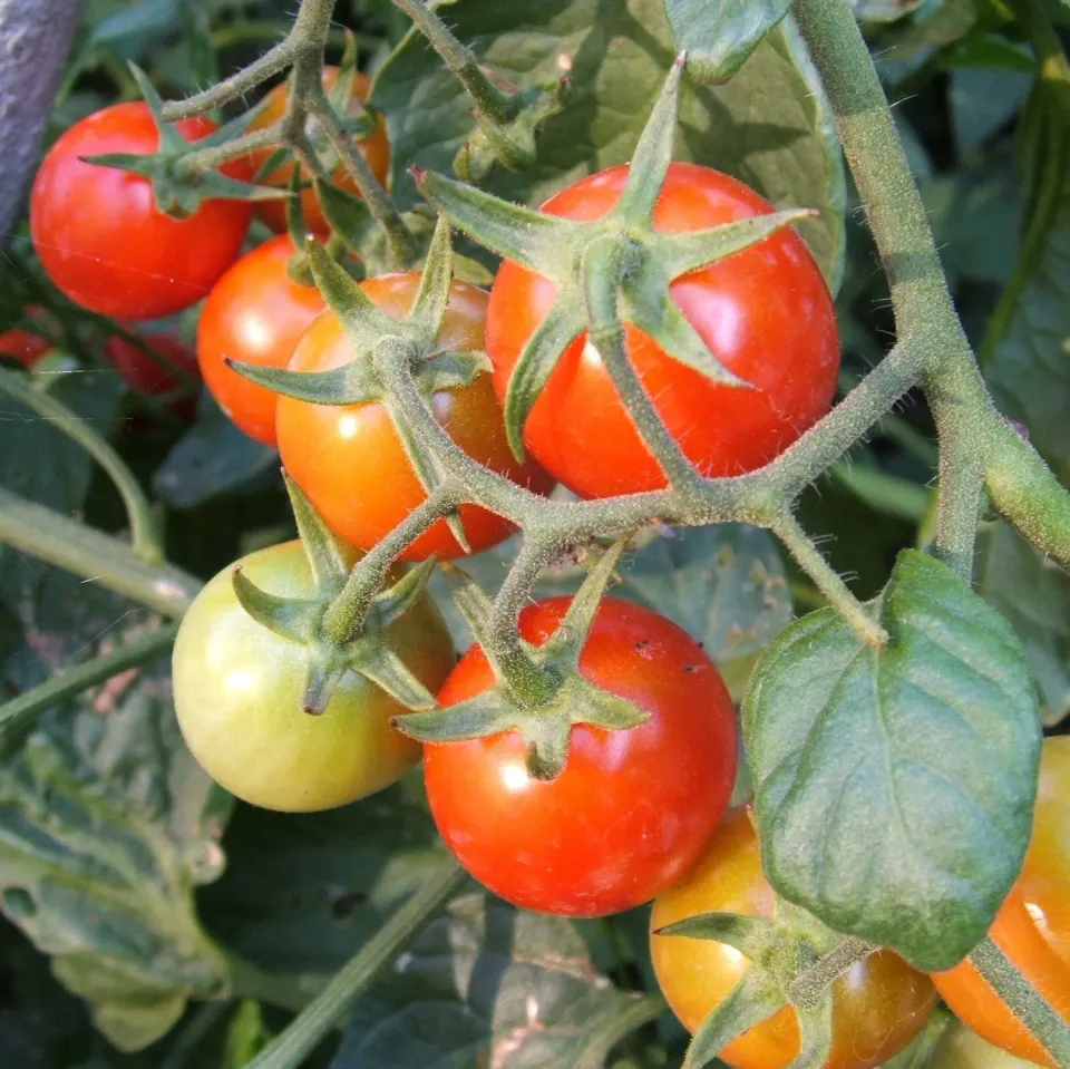 De Tuinen van MergenMetz Primabella tomatenzaad 15 zaden buitentomaat