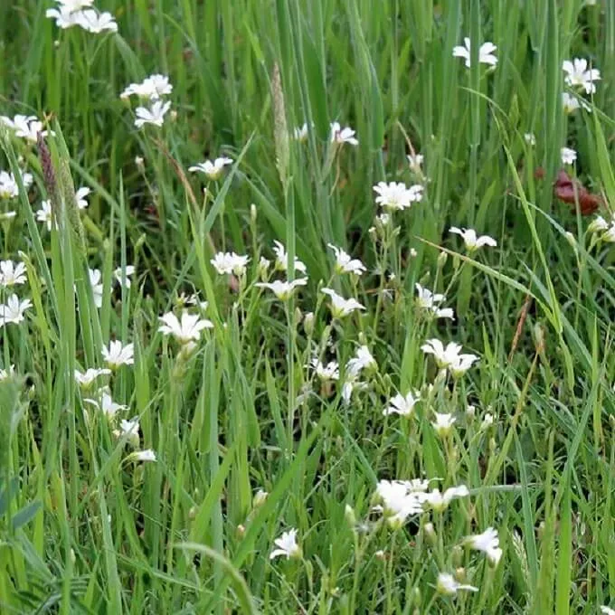 MediGran Cerastium fontanum hoornbloem zaden onbespoten