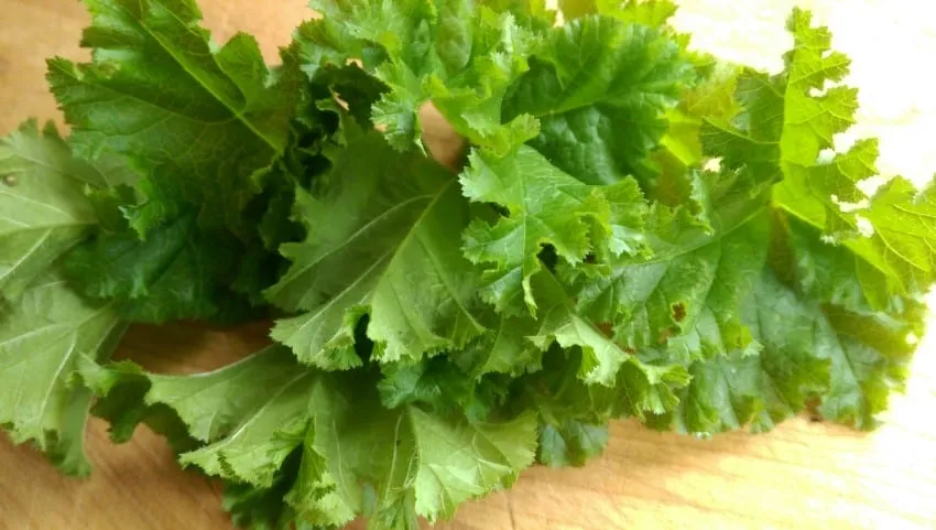 De Tuinen van MergenMetz Krulmalva Malva Crispa zaden 30 stuks