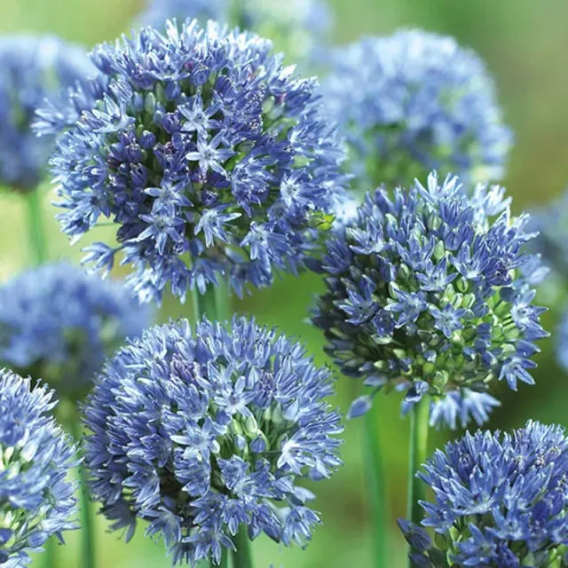 World Botanics Allium caeruleum bloembollen 20 stuks blauw