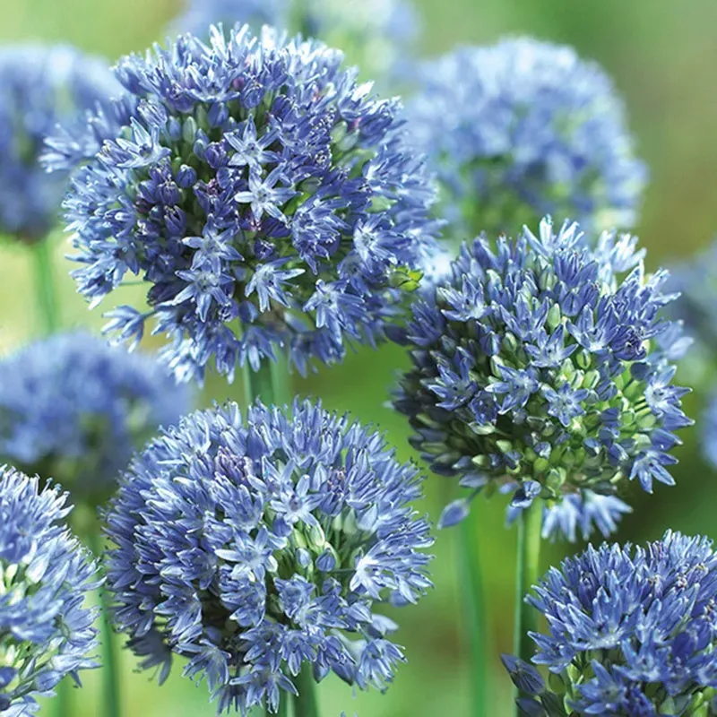 World Botanics Allium caeruleum bloembollen 20 stuks blauw