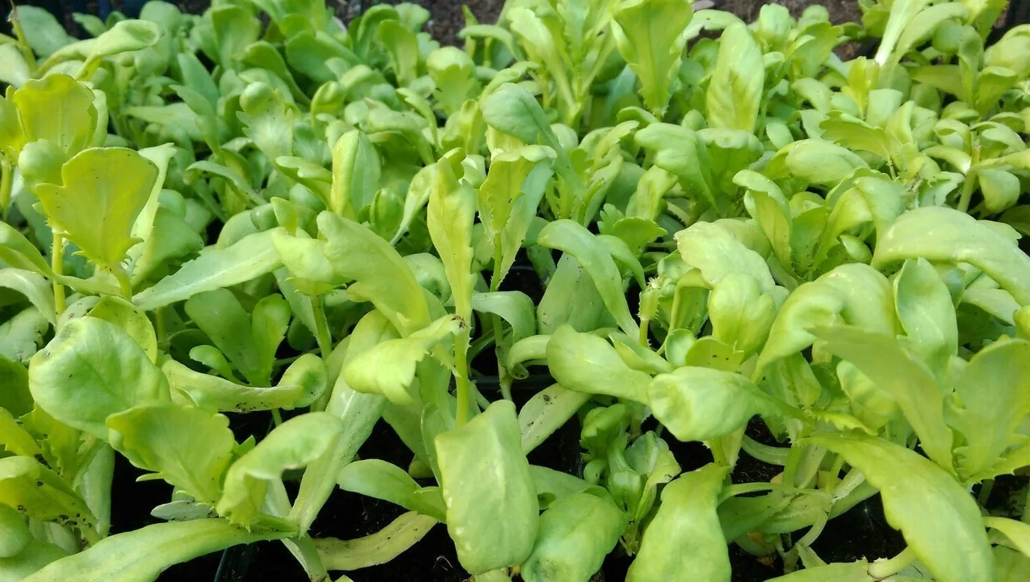 De Tuinen van MergenMetz Tong Ho Big Leaf eetbare chrysant zaden 2 gr