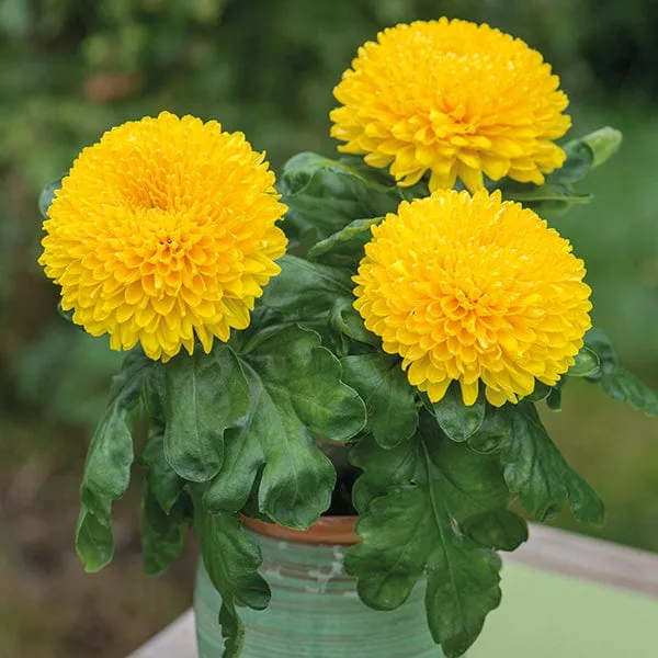 World Botanics Prelude chrysanten jonge planten 5 stuks snijbloem