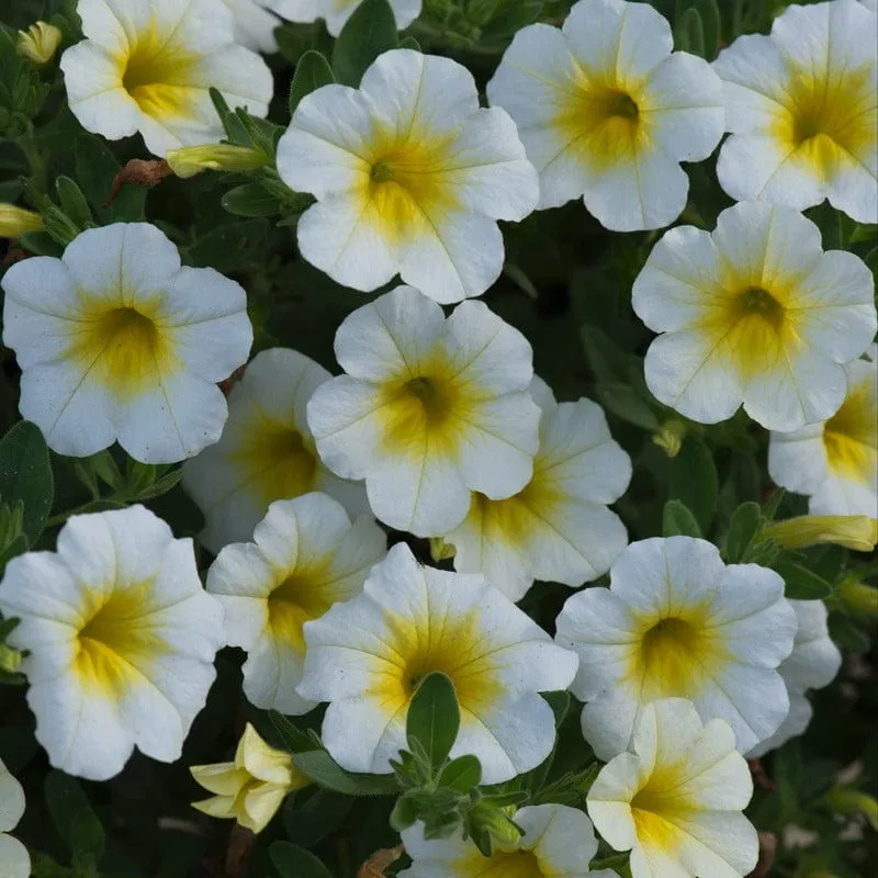 World Botanics Sunlight calibrachoa 5 jonge planten wit