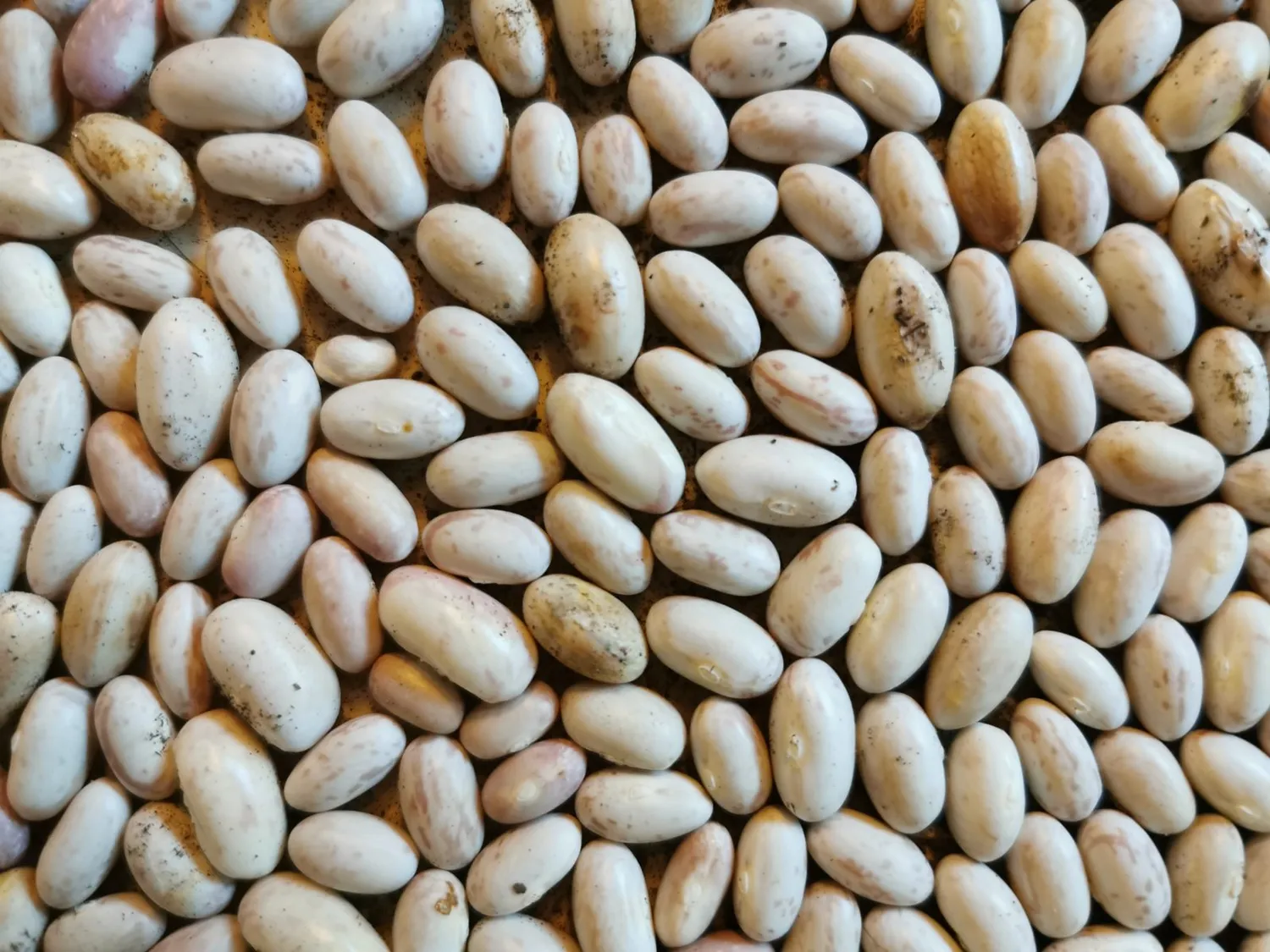 De Tuinen van MergenMetz Ostfriesische Speck bonenzaden 20 stuks