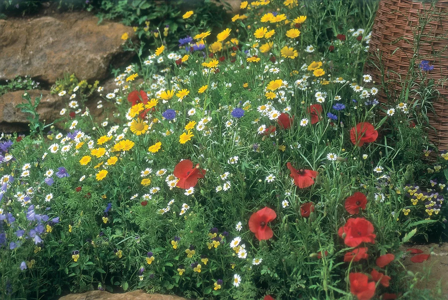 World Botanics Cornfield Mixture wildbloemenzaden akkerbloemen