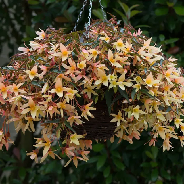 World Botanics Begonia Starshine Yellow planten 5 stuks geel