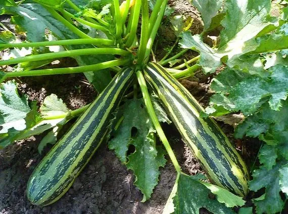 De Tuinen van MergenMetz Cocozelle de Tripolis courgettezaden 10 stuks