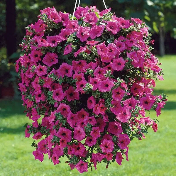 World Botanics Petunia Surfinia Hot Pink jonge planten 5 stuks hangend