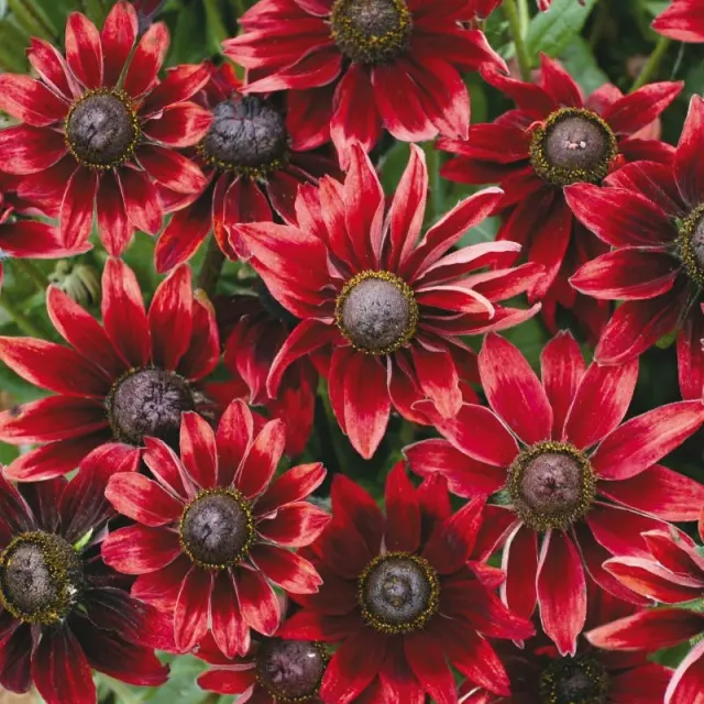 World Botanics Rudbeckia Cherry Brandy tuinplanten 15 stuks rood