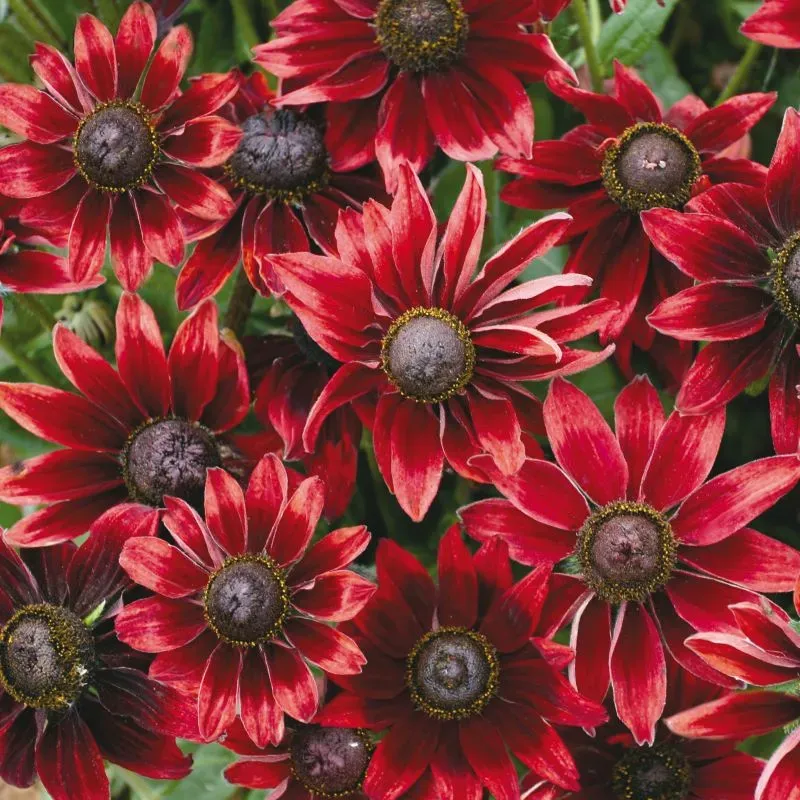 World Botanics Rudbeckia Cherry Brandy tuinplanten 15 stuks rood