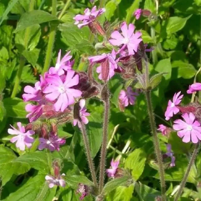 MediGran Silene dioica Dagkoekoeksbloem zaden halfschaduw