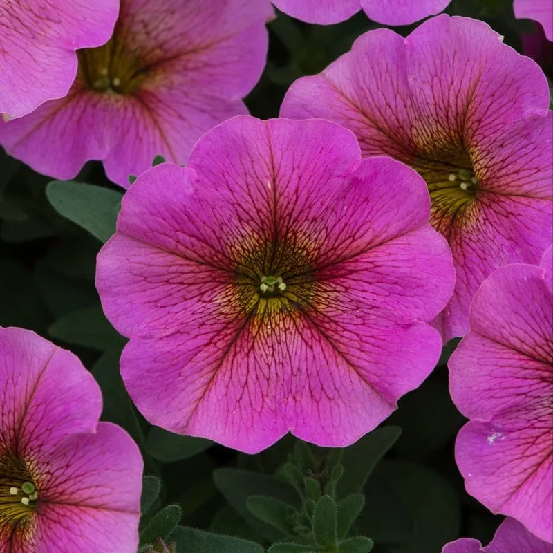 World Botanics Beautical Sunray Pink petchoa 5 jonge planten