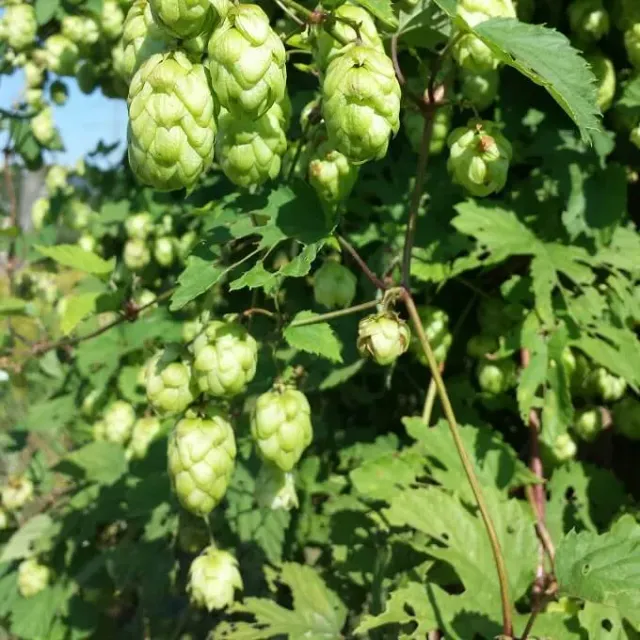 MediGran Humulus lupulus Hop zaden onbespoten