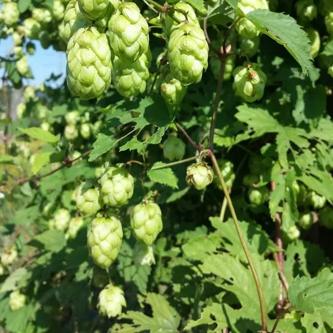 MediGran Humulus lupulus Hop zaden onbespoten