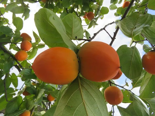 De Tuinen van MergenMetz Kaki persimoenboom 30 cm P11
